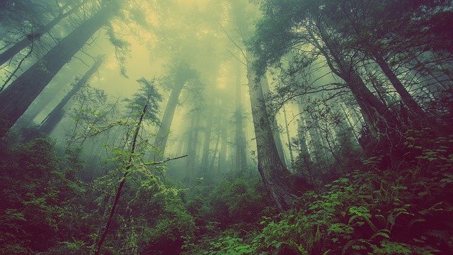 Largest forest in India